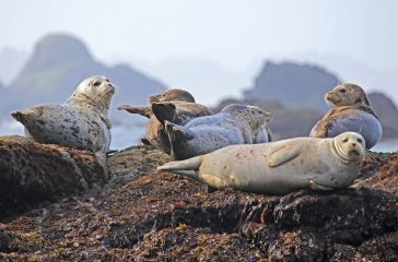Wildlife watching in The Isles of Scilly